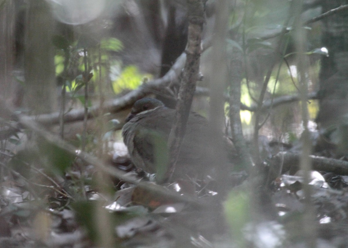 Key West Quail-Dove - ML544637481