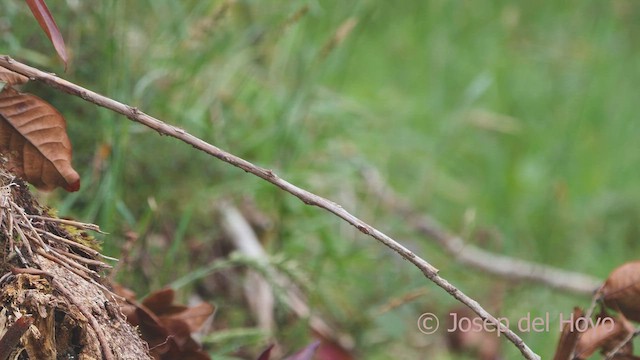 Mosquero Cabecinegro - ML544638041