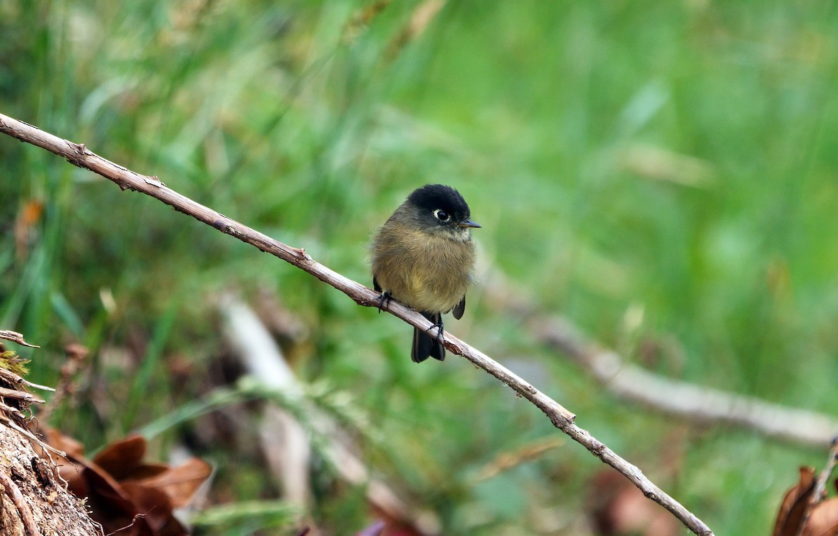 Black-capped Flycatcher - Josep del Hoyo