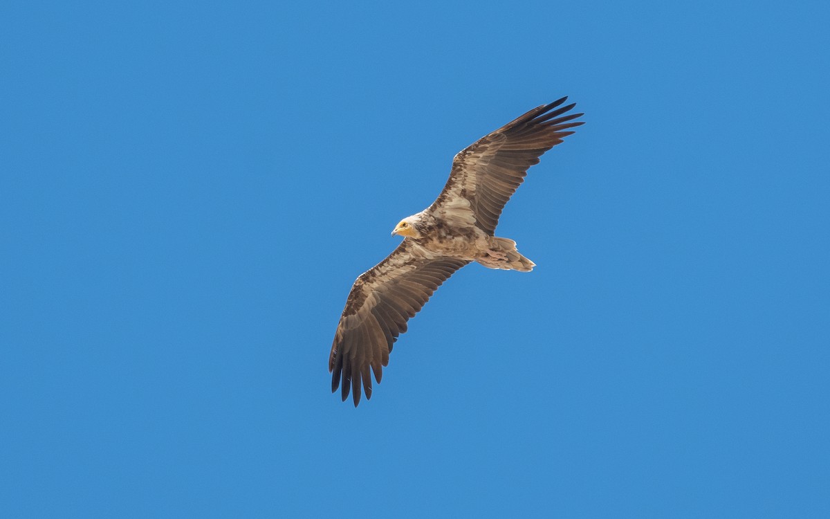Egyptian Vulture - ML544638391