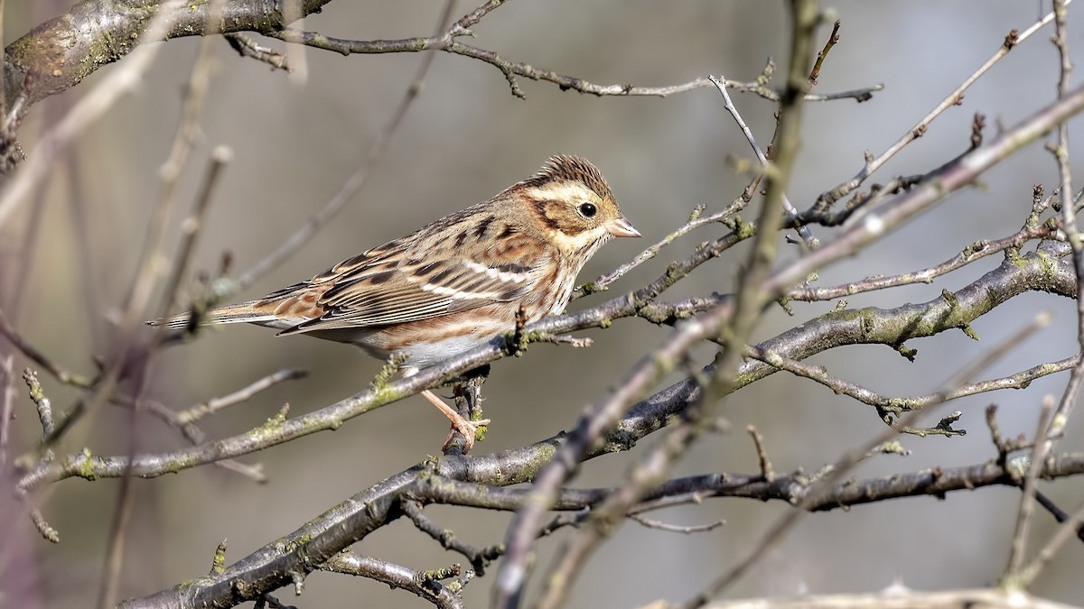 Rustic Bunting - Mehmet ertan Tiryaki