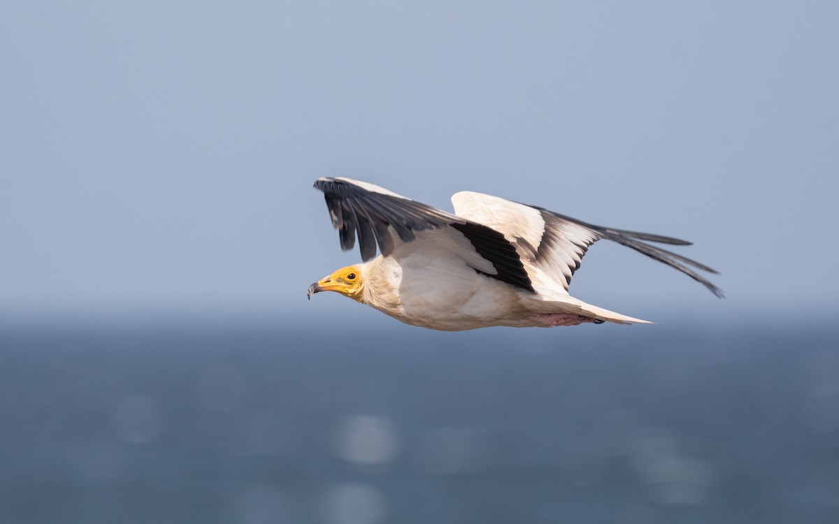 Egyptian Vulture - ML544638601