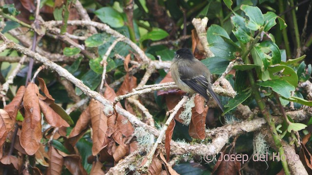 Black-capped Flycatcher - ML544639061