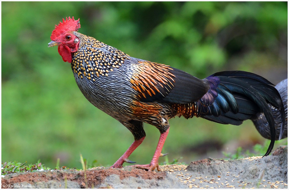 Gray Junglefowl - ML544639711