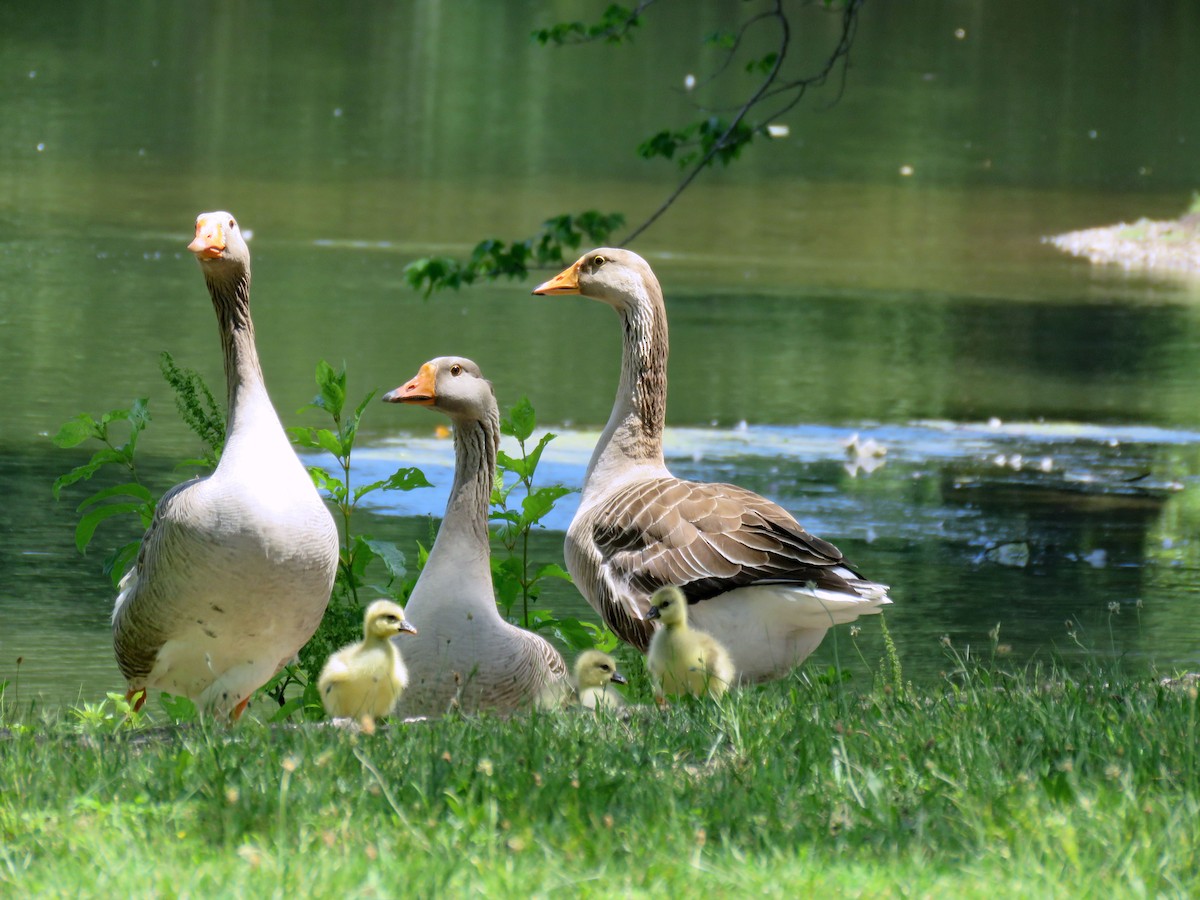 Graylag Goose (Domestic type) - Dianne Phillips