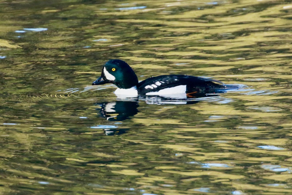 Barrow's Goldeneye - ML544641121