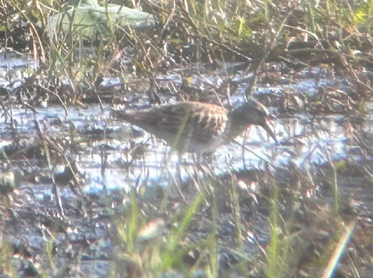 Pectoral Sandpiper - ML544641171