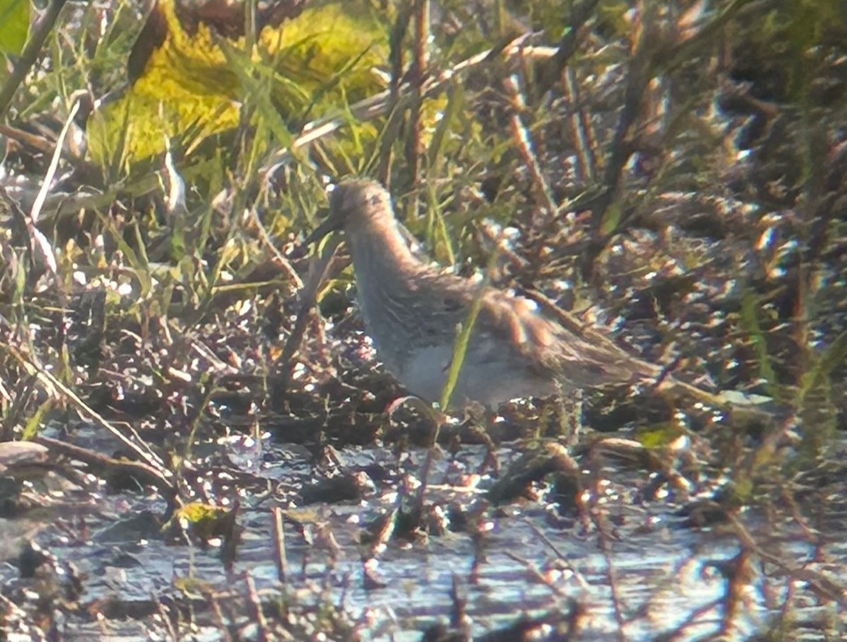 Pectoral Sandpiper - Craig Faulhaber