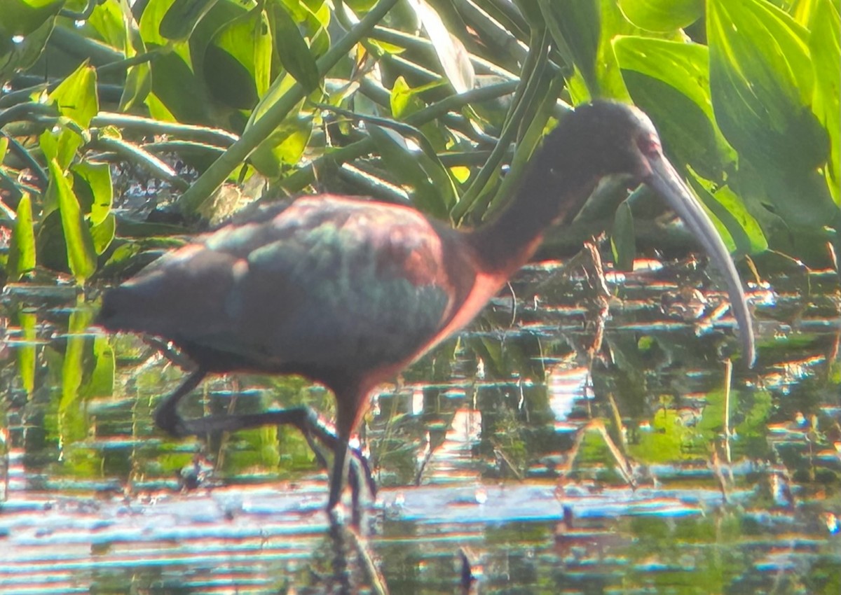 White-faced Ibis - ML544641411