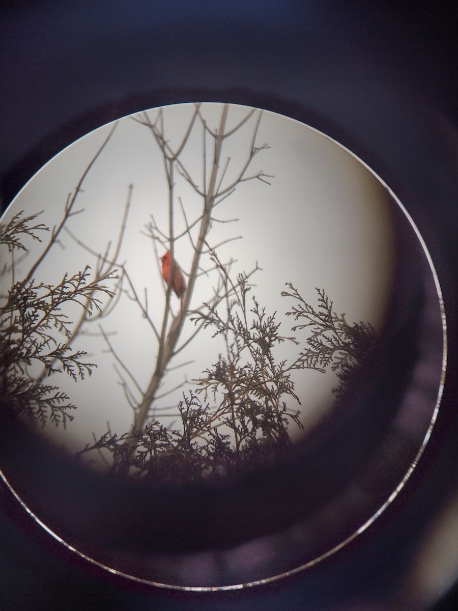 Northern Cardinal - ML544641441