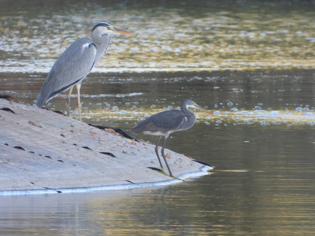 Gray Heron - ML544641991