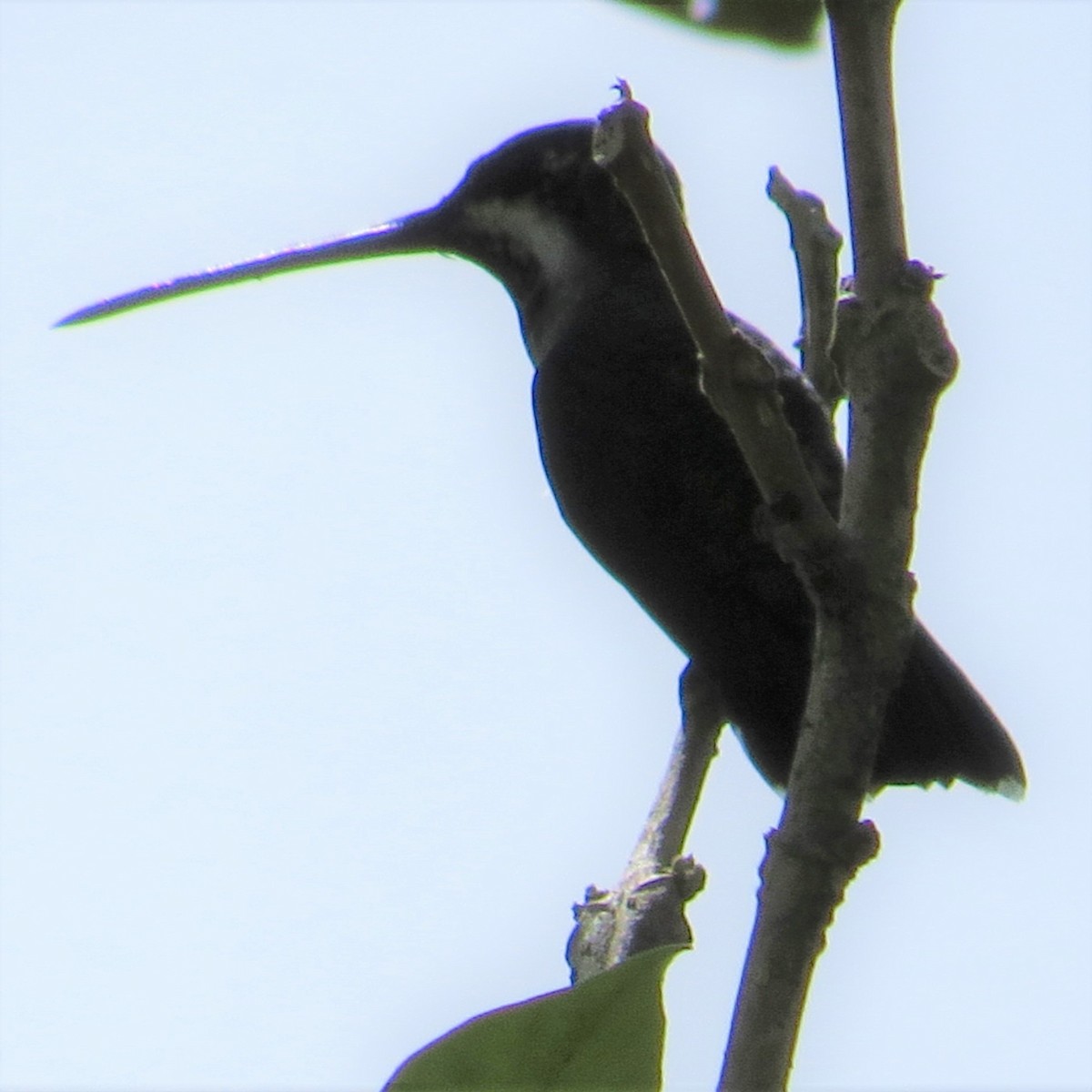 Black-throated Mango - ML544642411