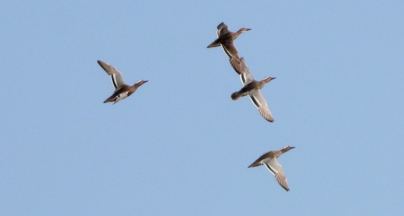 Garganey - ML544642891