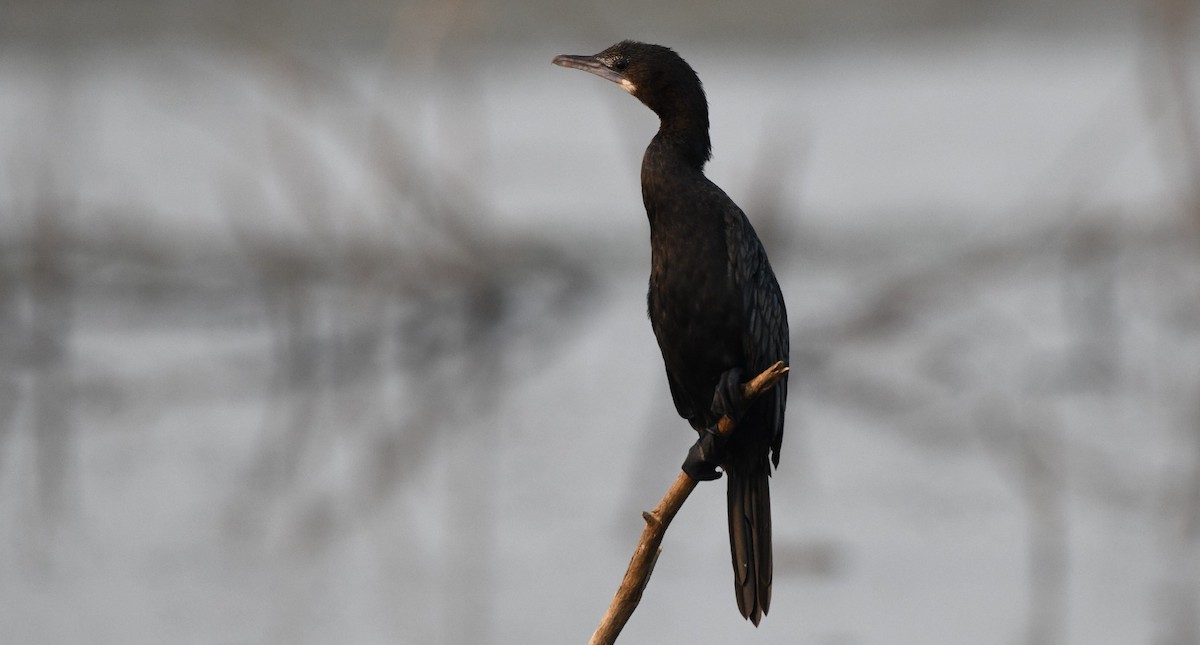 Little Cormorant - Yoganand K