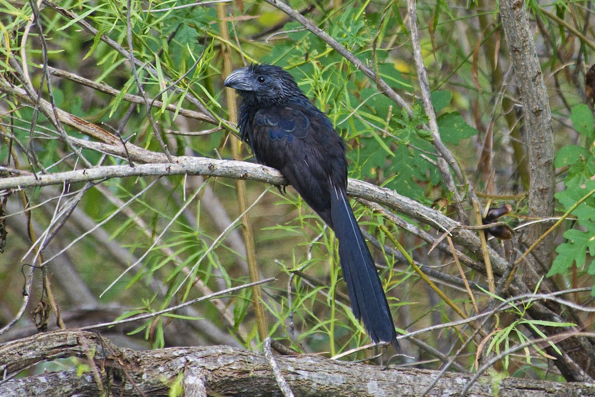 Groove-billed Ani - ML544643281