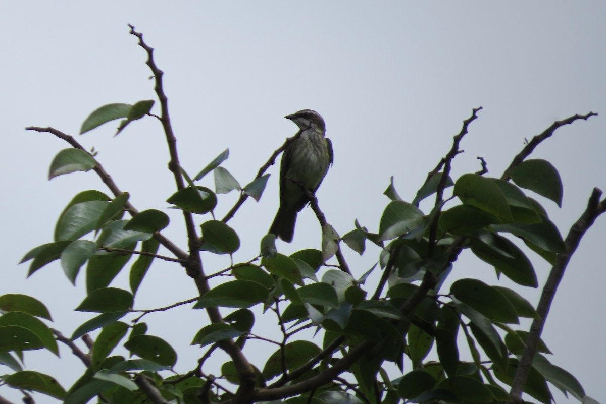 Piratic Flycatcher - Laura Victoria Márquez