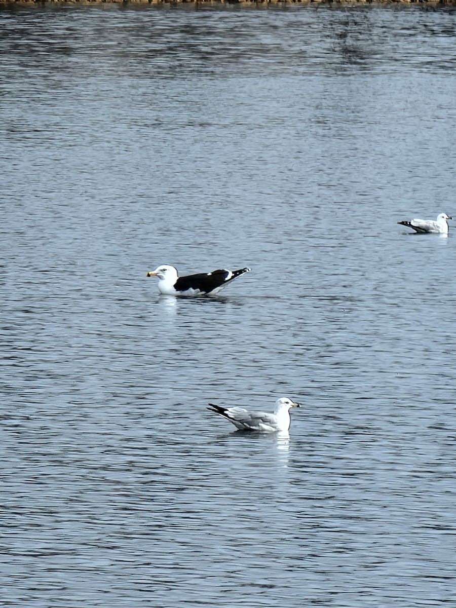 Great Black-backed Gull - ML544644291