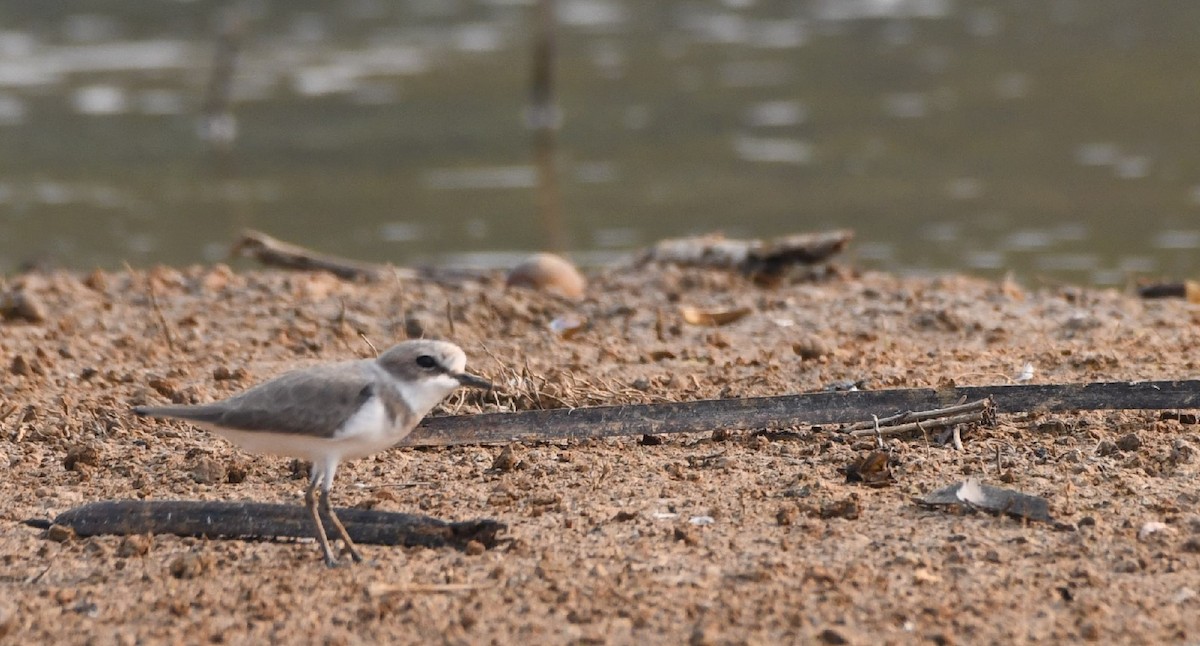 Kentish Plover - ML544646171