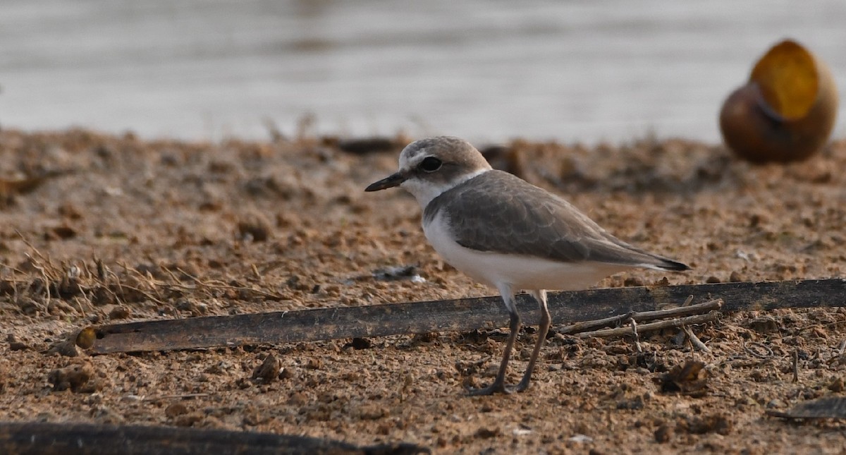 Kentish Plover - ML544646181