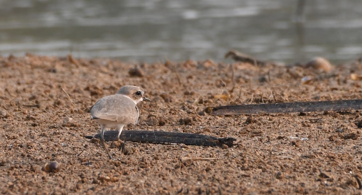 Kentish Plover - ML544646191