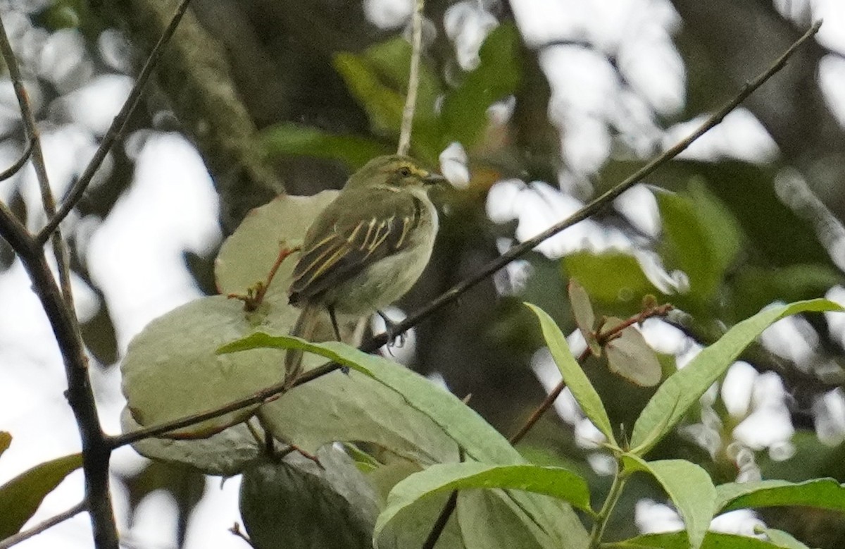 Choco Tyrannulet - Dennis Mersky