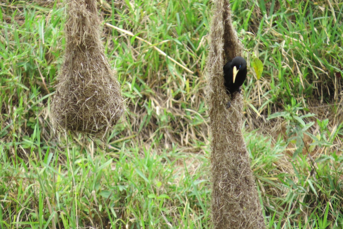 Crested Oropendola - ML544647021