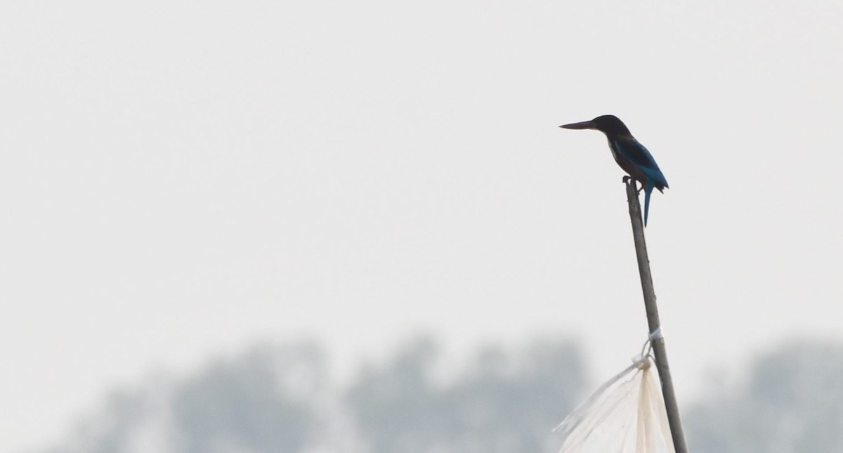 White-throated Kingfisher - ML544647041