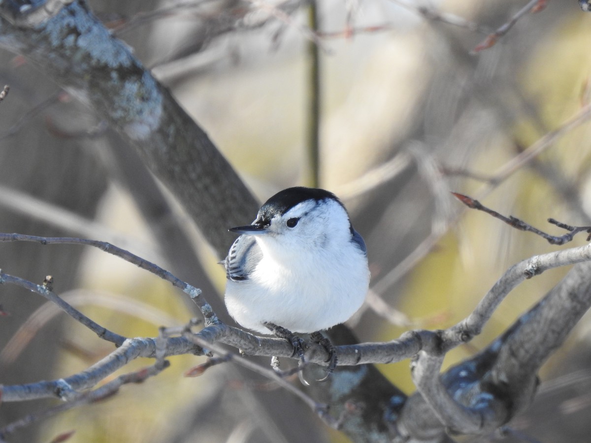 White-breasted Nuthatch - ML544647081