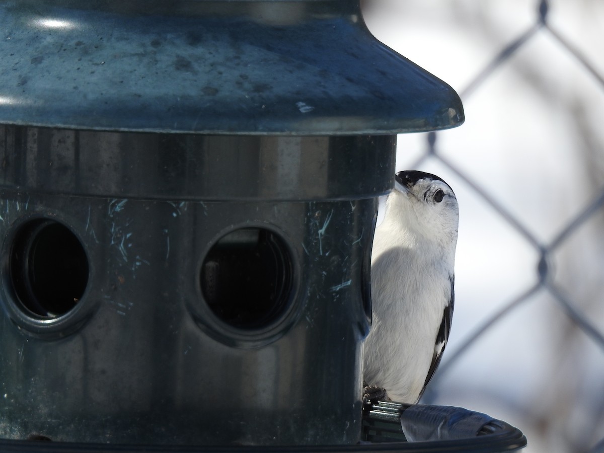 White-breasted Nuthatch - ML544647091