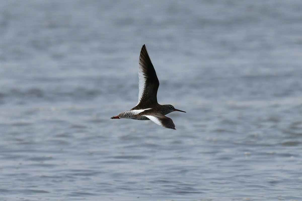 Common Redshank - Cheng-Tai Chien