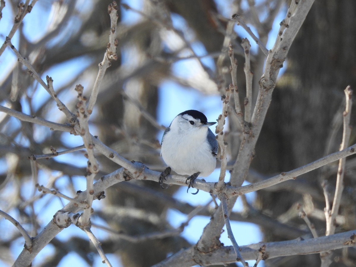 White-breasted Nuthatch - Jacques Bélanger