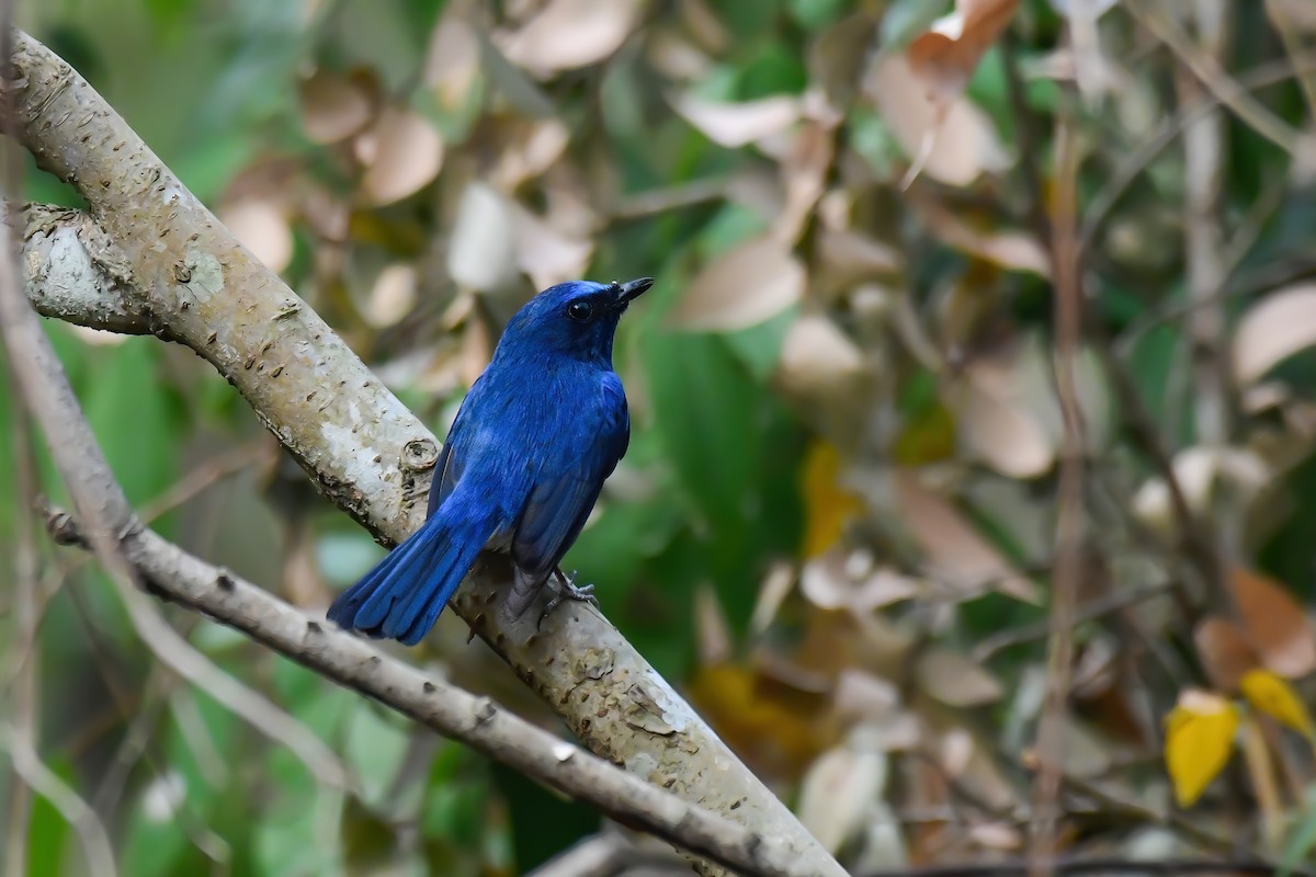 Blue-throated Flycatcher - Zaia Kawlni