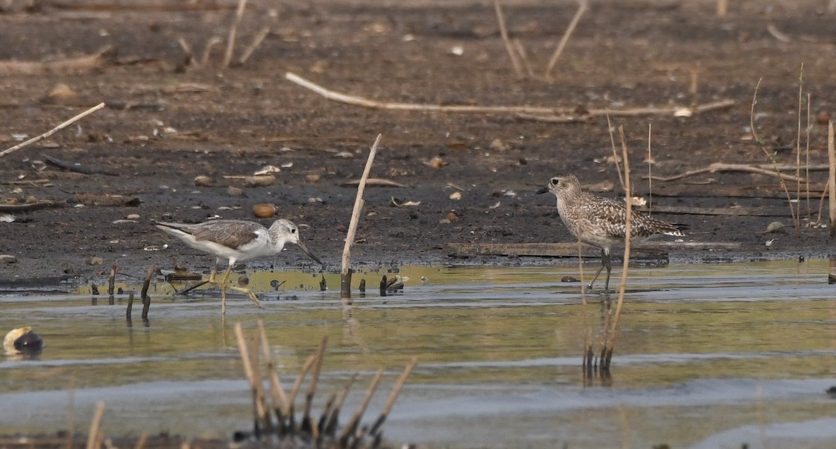 Common Greenshank - Yoganand K