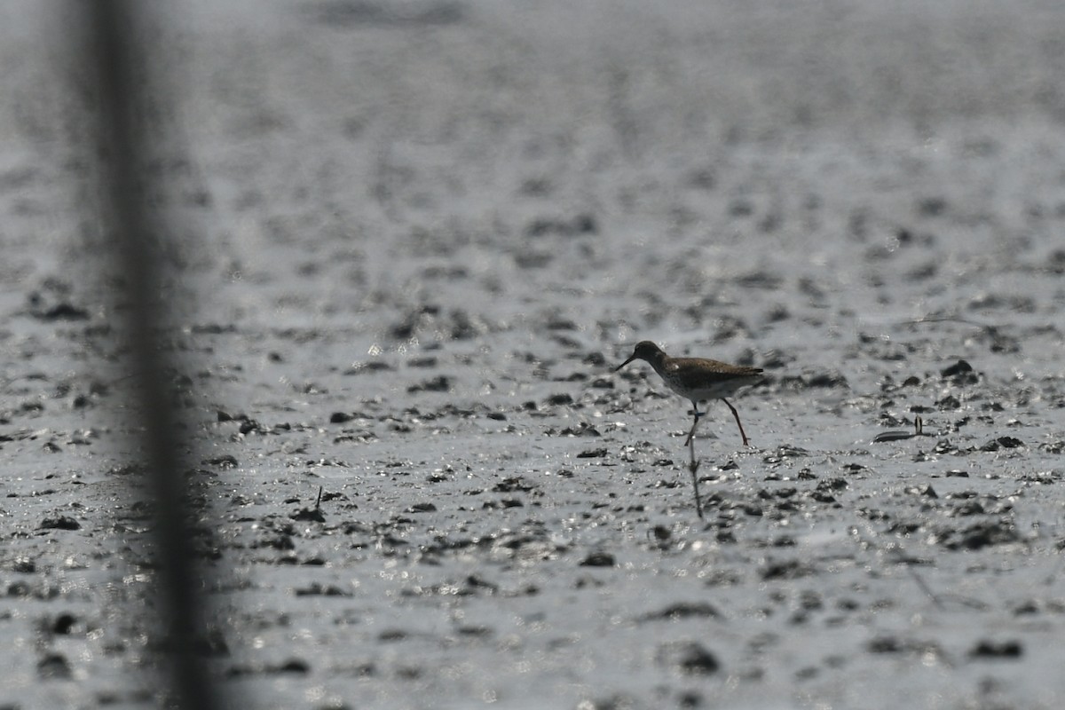 Common Redshank - ML544648721