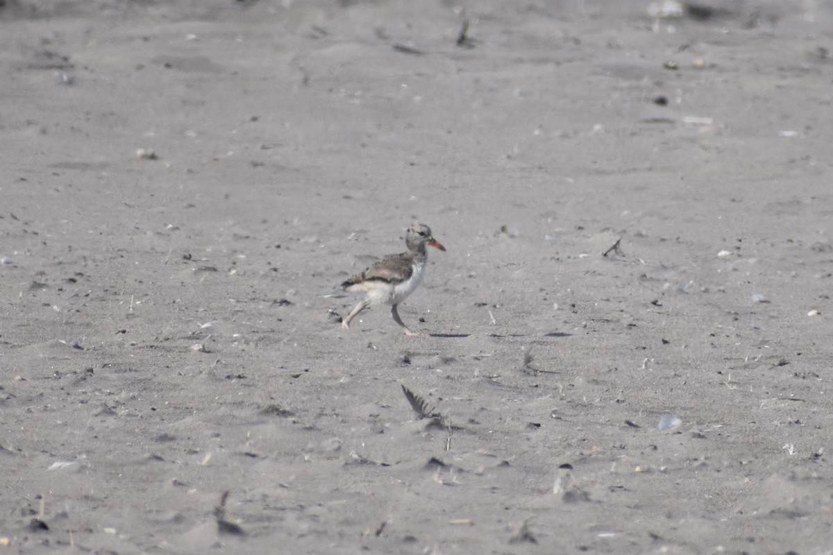 American Oystercatcher - ML544648891