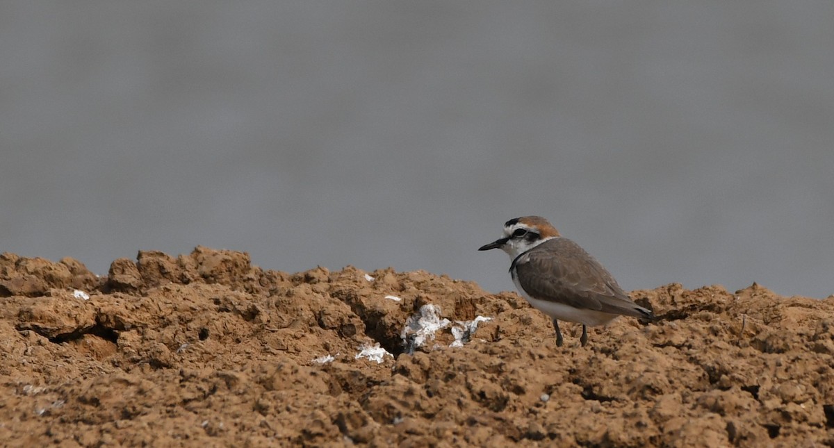 Kentish Plover - Yoganand K