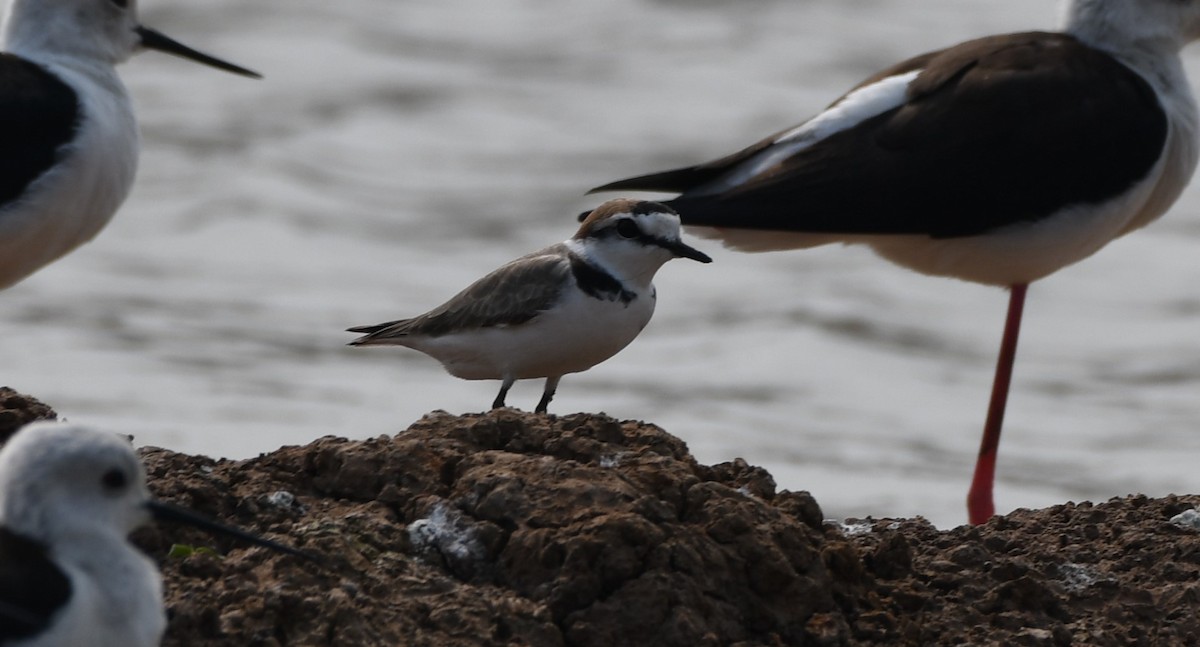 Kentish Plover - ML544649051