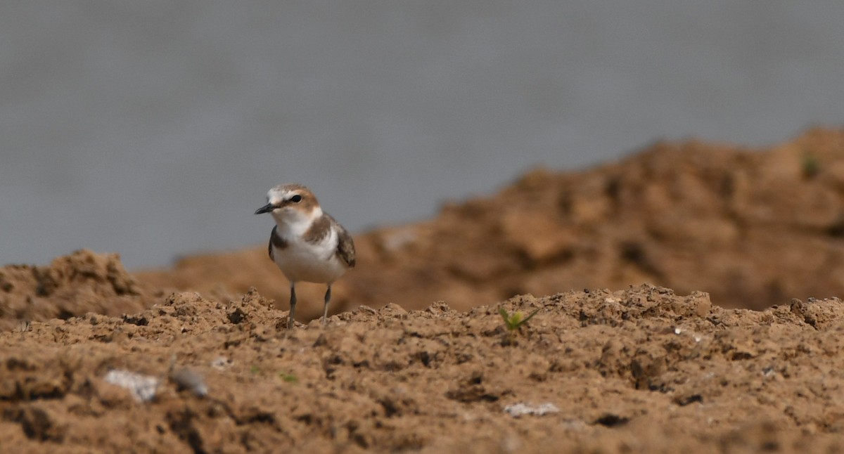 Kentish Plover - ML544649071