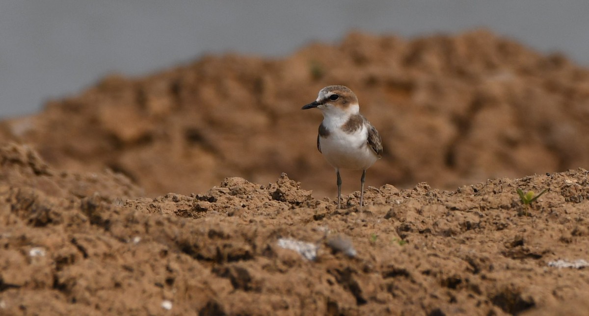 Kentish Plover - Yoganand K