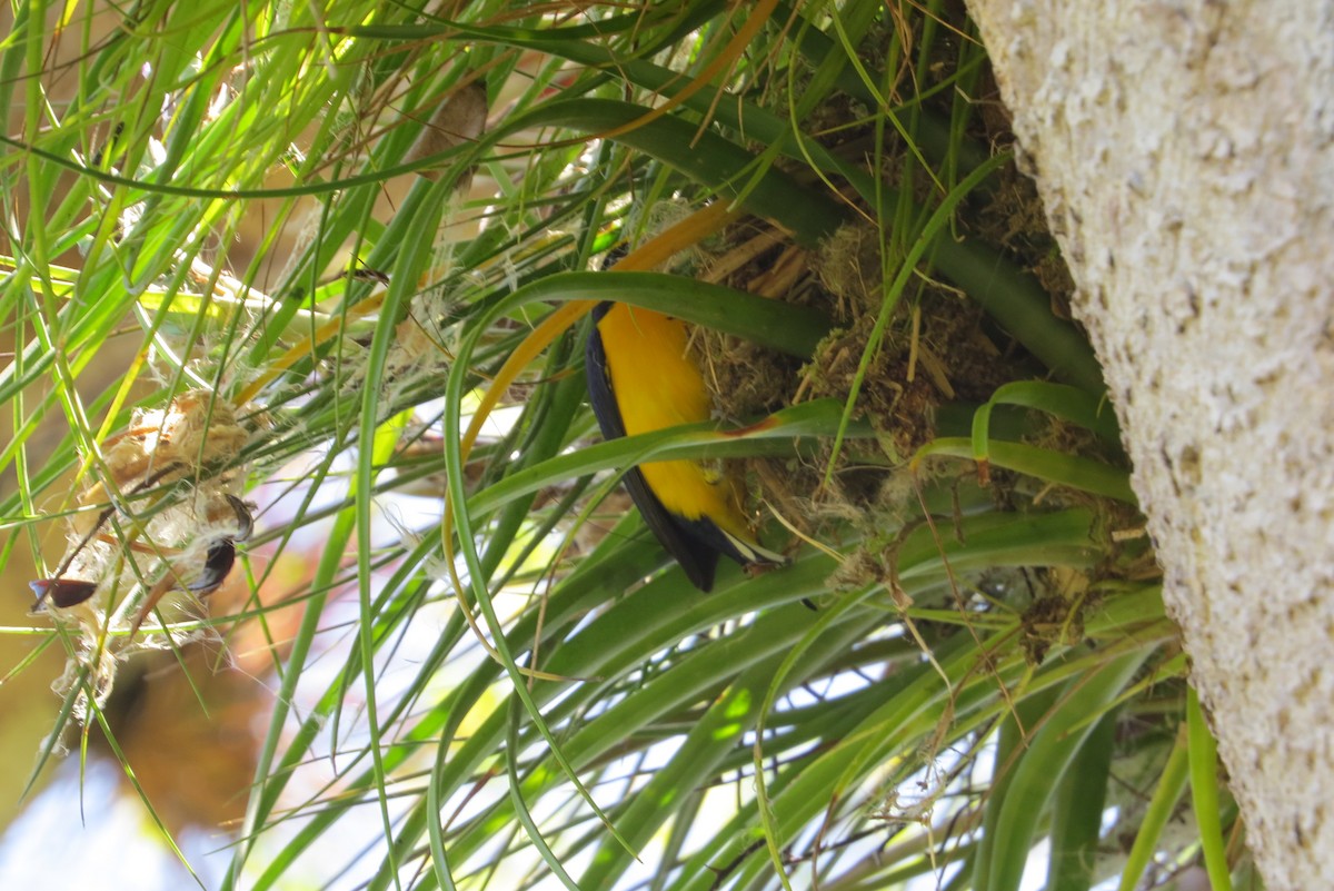 Thick-billed Euphonia - ML544649491