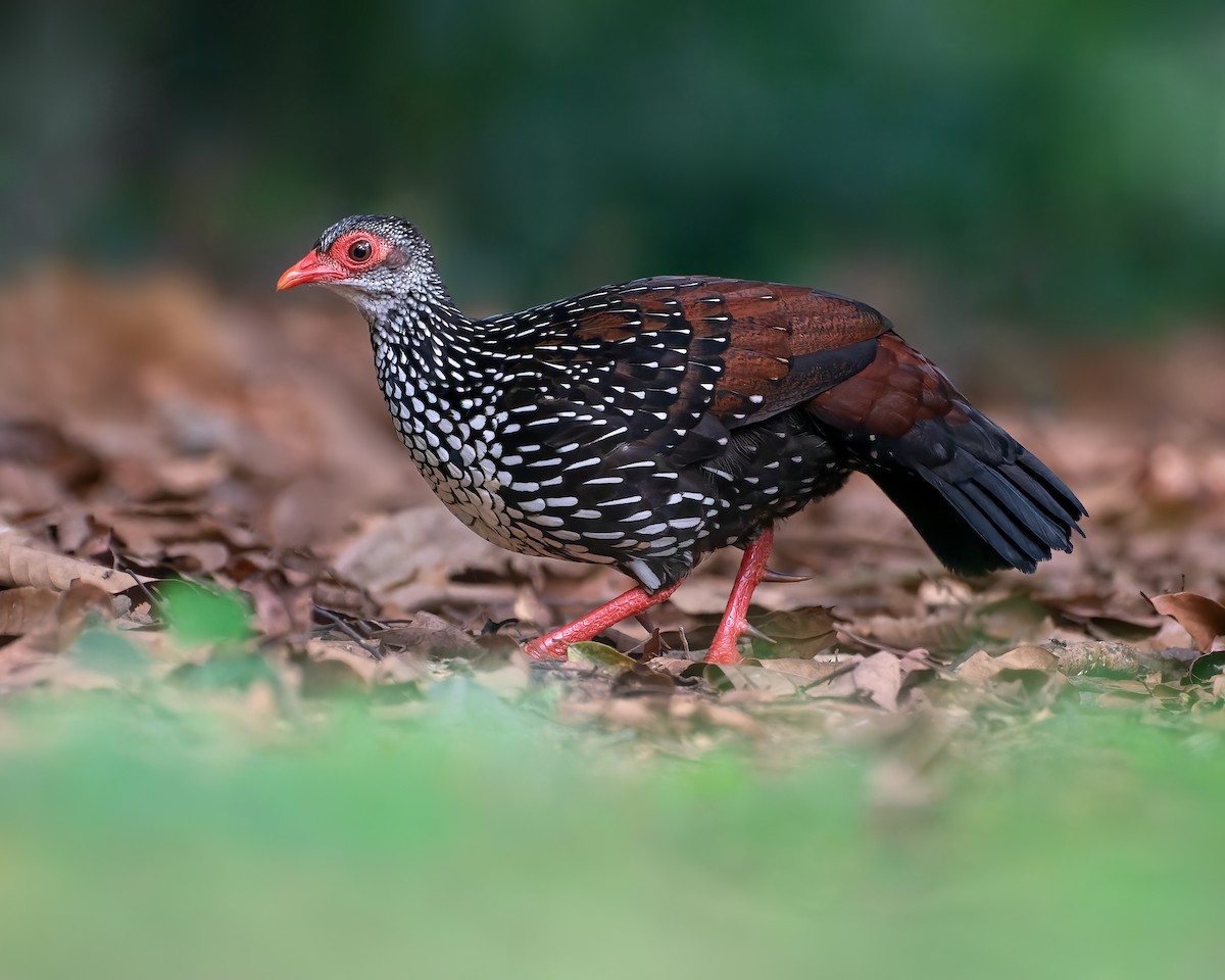 Sri Lanka Spurfowl - ML544650011