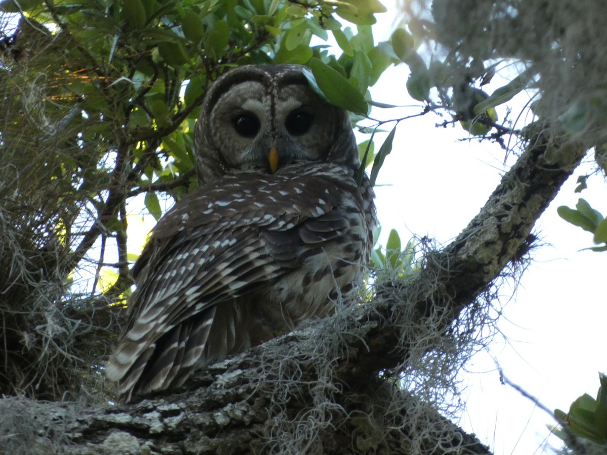 Barred Owl - ML544650481