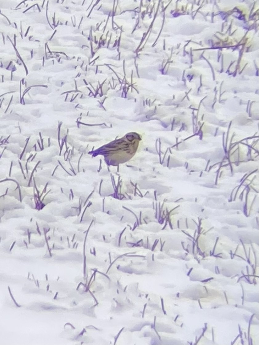 Lapland Longspur - ML544650511