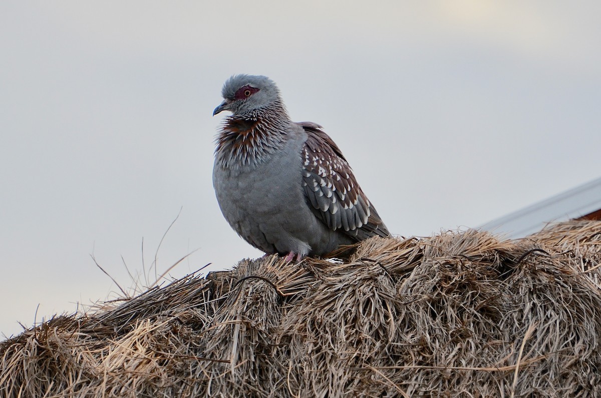 Speckled Pigeon - ML544651101