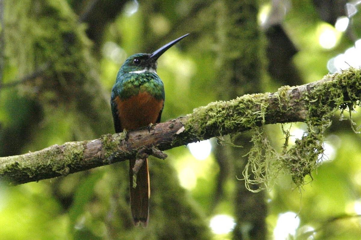 Rufous-tailed Jacamar - Oscar Johnson