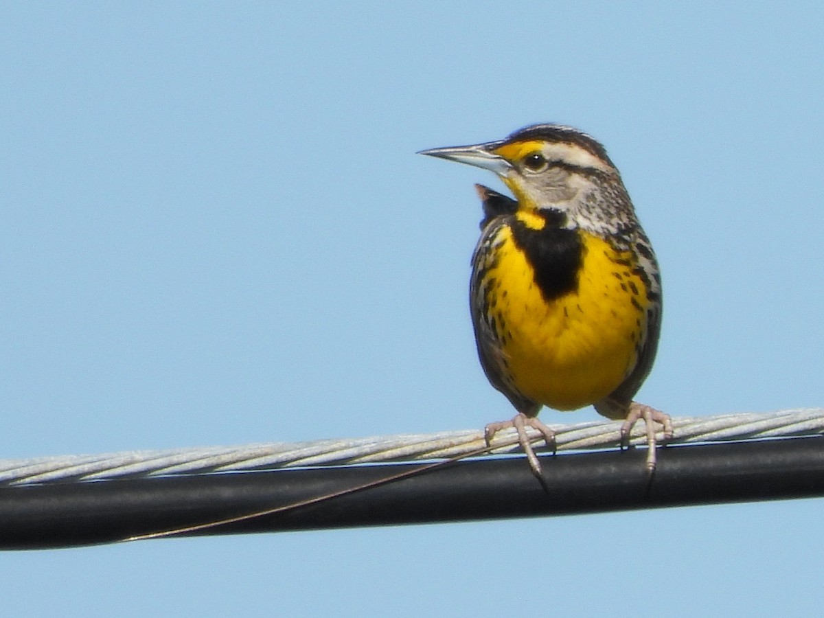 Eastern Meadowlark - ML544651821