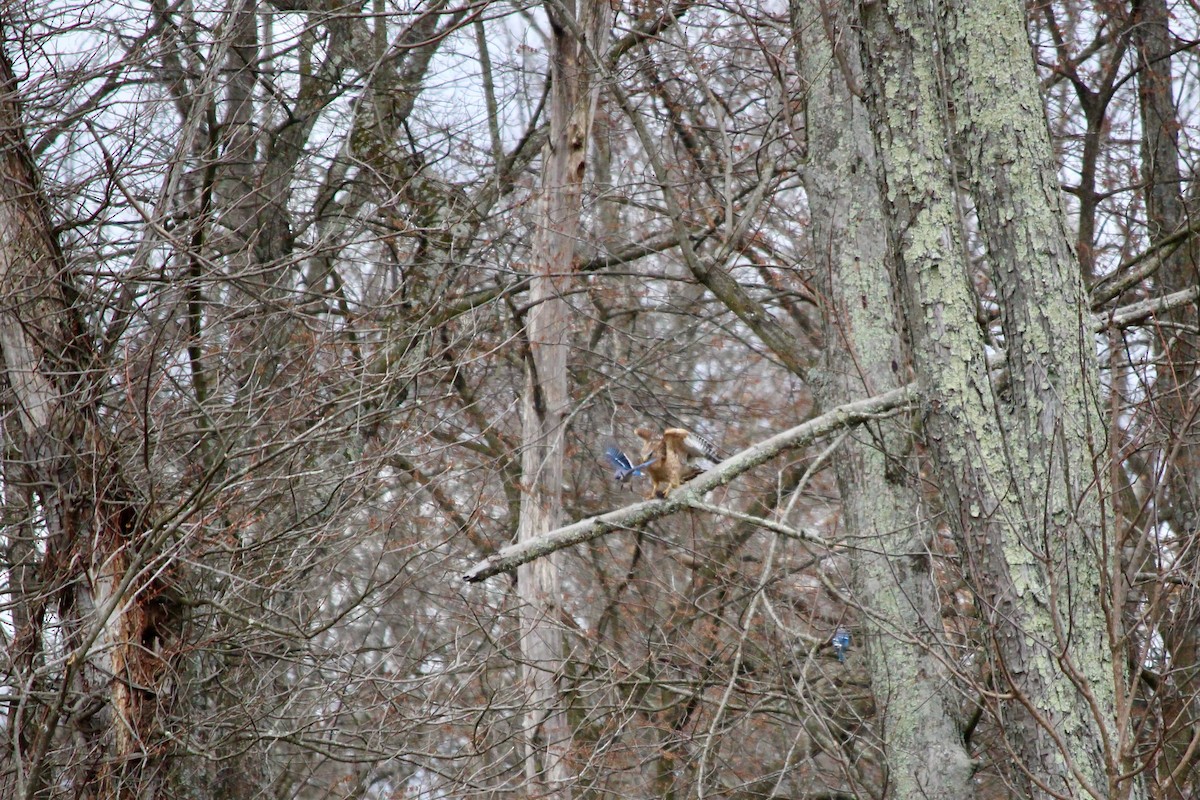 Red-shouldered Hawk - ML544652211