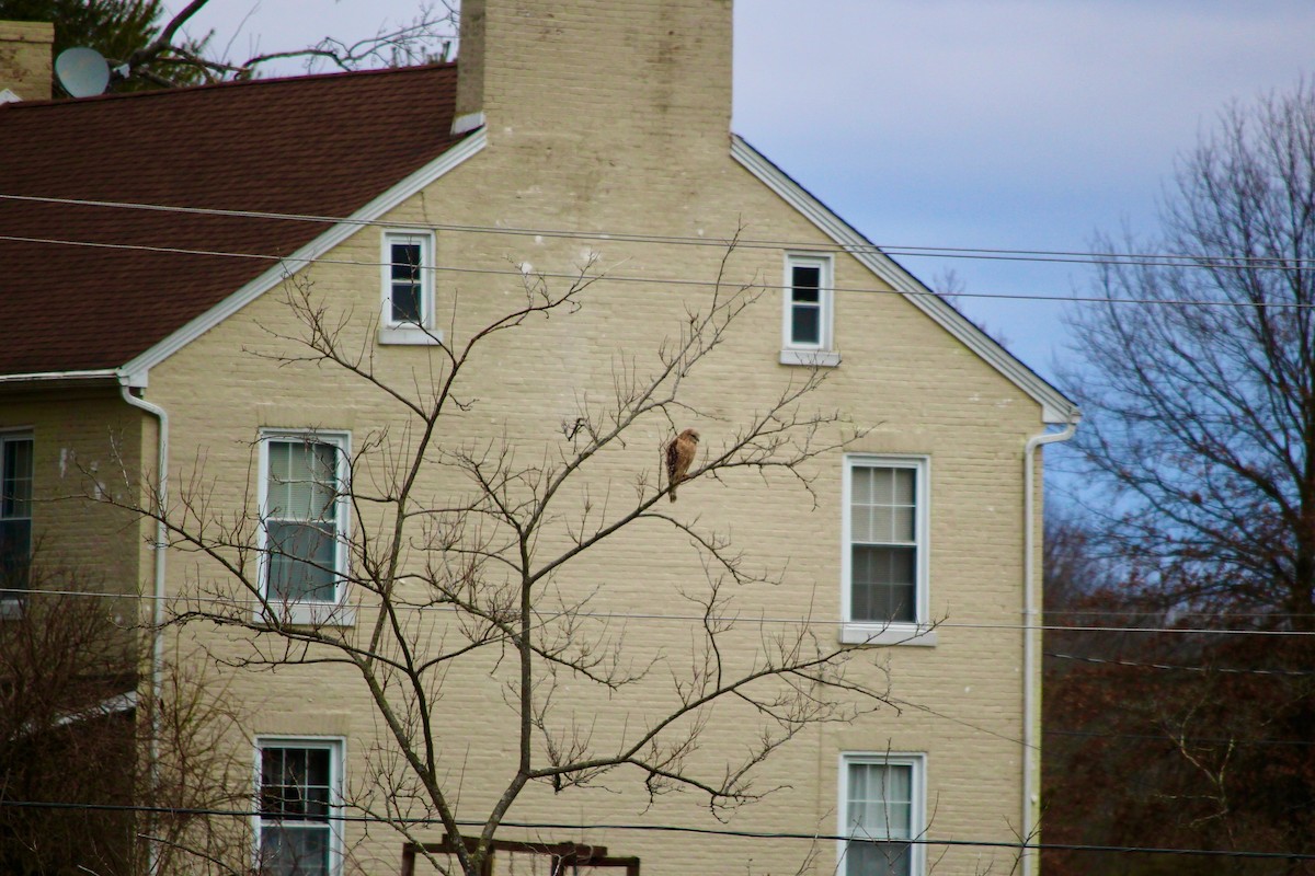 Red-shouldered Hawk - ML544652231