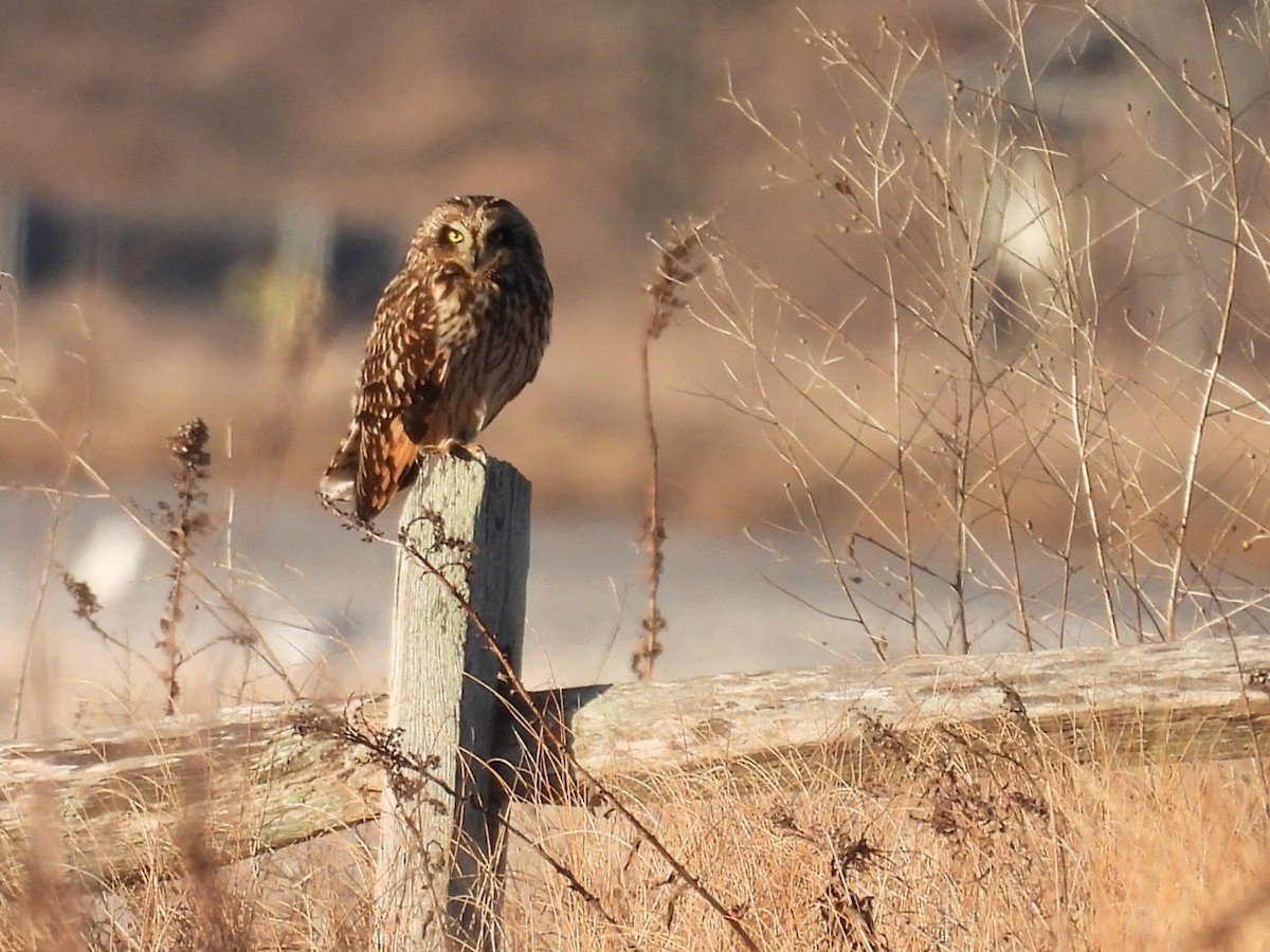 Short-eared Owl - ML544653041