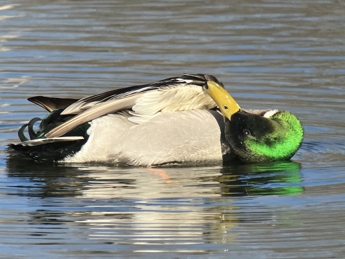 Canard colvert - ML544653081